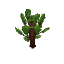 Plant Sapling Oak