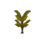 Plant Sapling Palm