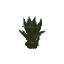 Plant Sapling Redwood