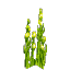 Plant Seaweed Grass Bulbs