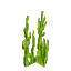 Plant Seaweed Grass Green