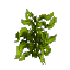 Plant Seaweed Wet Stack
