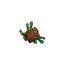 Plant Seeds Pine