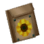 Plant Seeds Sunflower