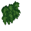 Plant Vine