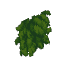 Plant Vine Jungle