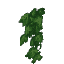 Plant Vine Wall
