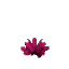 Prototype Cacti Flower Giant Pink