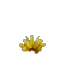 Prototype Cactus Flower Yellow