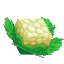 Cauliflower