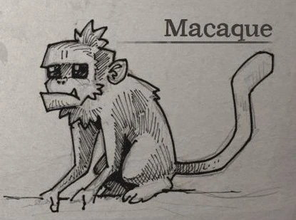Macaque