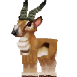 Antelope