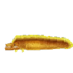 Eel Moray
