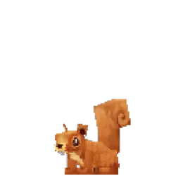 Squirrel