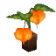 Kweebec Candle