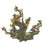 Plant Bramble Dry Magic