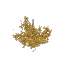 Plant Bramble Dry Twisted