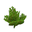 Plant Bush