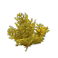 Plant Bush Arid