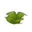 Plant Bush Arid Palm