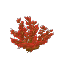 Plant Bush Arid Red