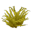 Plant Bush Arid Sharp