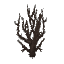 Plant Bush Dead Tall