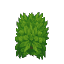 Plant Bush Green