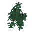 Plant Bush Hanging