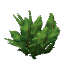 Plant Bush Jungle