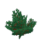 Plant Bush Lush