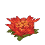 Plant Cactus Flower
