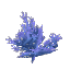 Plant Coral Bush Blue