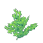Plant Coral Bush Green