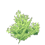 Plant Coral Bush Lime