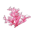 Plant Coral Bush Pink