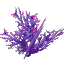 Plant Coral Bush Poisoned
