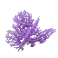 Plant Coral Bush Purple