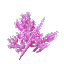 Plant Coral Bush Violet