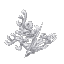 Plant Coral Bush White