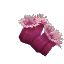 Plant Coral Model Violet
