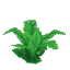 Plant Fern