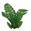 Plant Fern Jungle