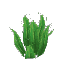 Plant Fern Tall