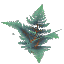Plant Fern Wet Giant