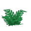Plant Fern Winter