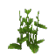 Plant Flower Bushy Green