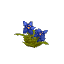 Plant Flower Common Blue
