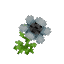 Plant Flower Common Grey