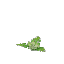 Plant Flower Common Lime